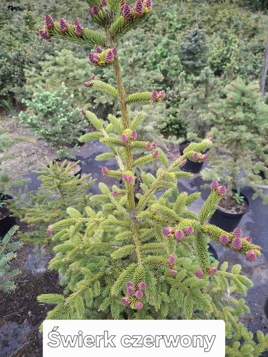 Świerk kłujący, serbski, jodła balsamiczna , koreańska, tuja szmaragd