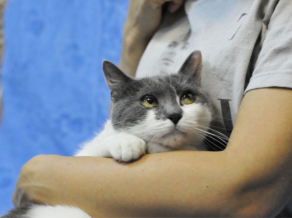 Добрая Кошечка Санни ищет  семью!