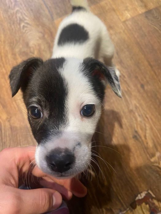 Очень красивый игривый щенок