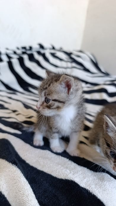 Котята ищут дом, мальчики и девочка