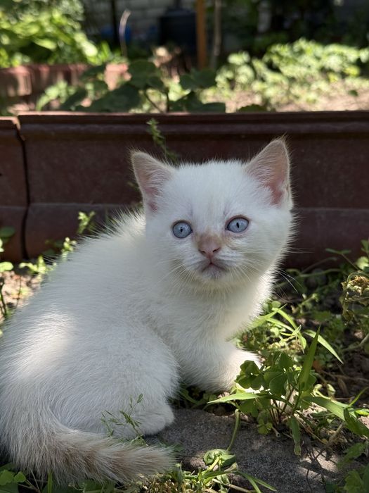 Продам кошенят британці прямовухі