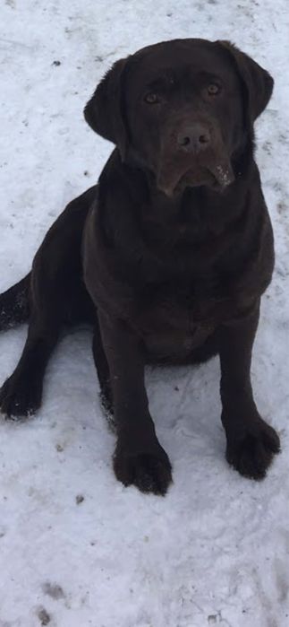 Шоколадні хлопці!!!