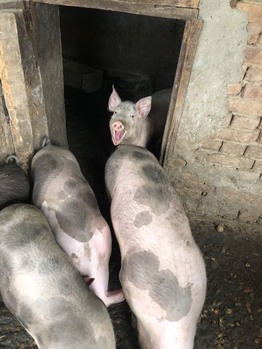 Свині мясні