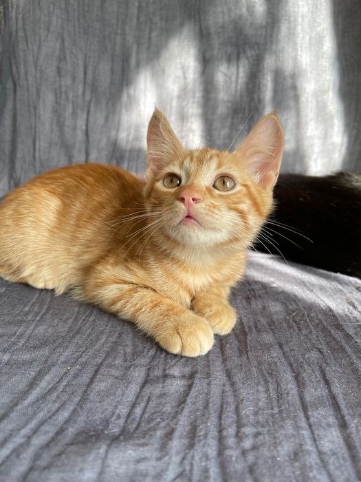 Котята отдам котенок котики