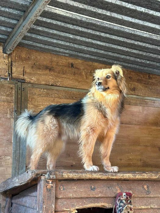 Dostojny Rames - szuka domu!