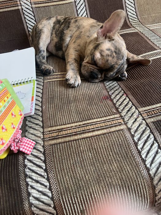 Французский бульдог