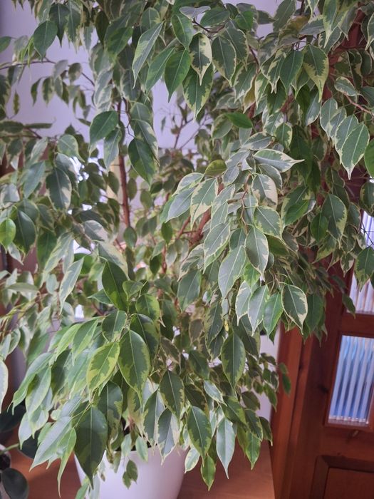 Kwiat Fikus Benjamin roślina ozdobna kwiatek.