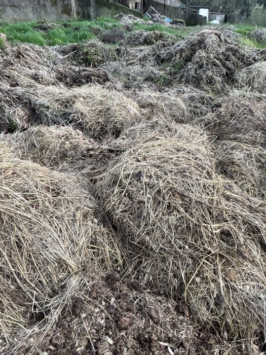 Dá-se estrume de cavalo