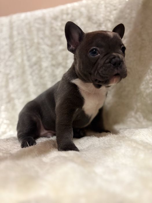 Buldog francuski - srebrny samczyk