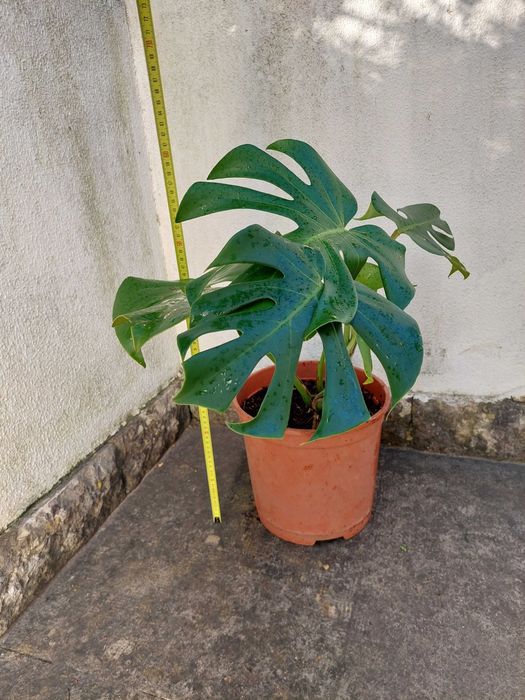 Costela-de-adão - Monstera deliciosa