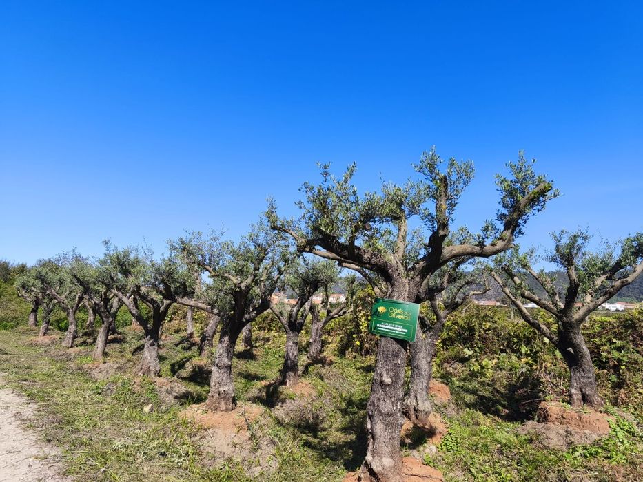 Oliveiras Ornamentais