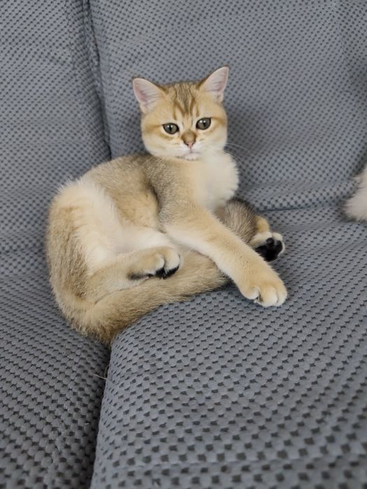 Котенок девочка британец золотая шиншилла