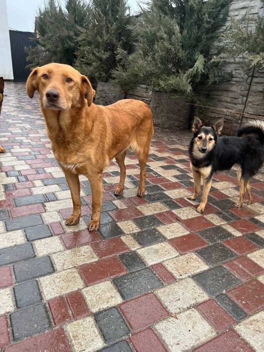 Джессі шукає дім