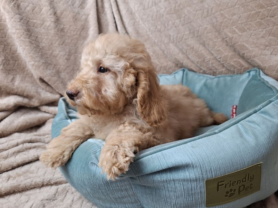 pudel miniaturowy piesek