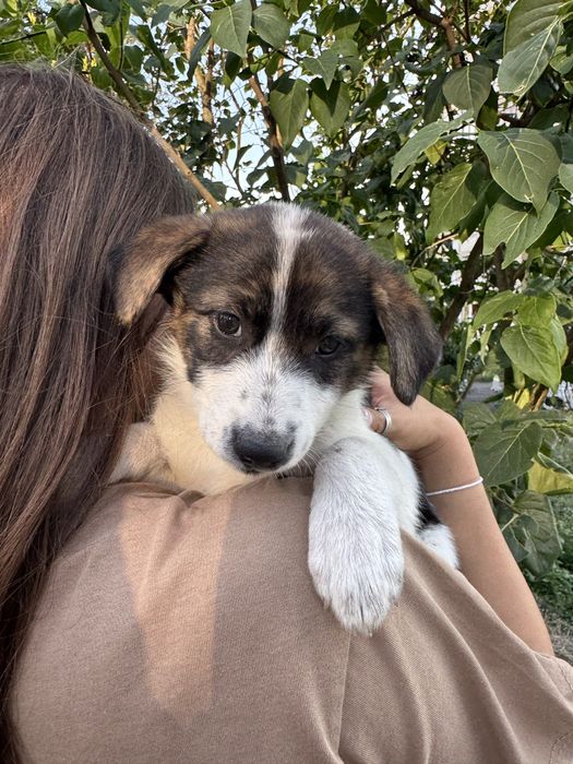 Цуценята в добрі руки