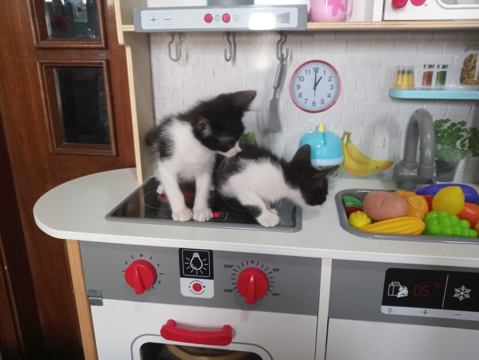 Gatinhas para adopção responsável