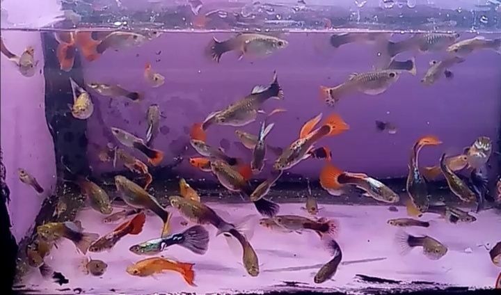 Gupik  mix różne kolory