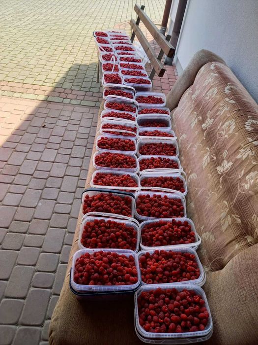 Maliny owoce okolice Jasła