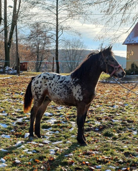 Piękny TATRANT 9 miesięcy