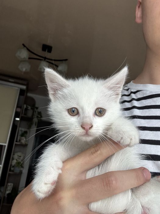 Кошенята у добрі руки