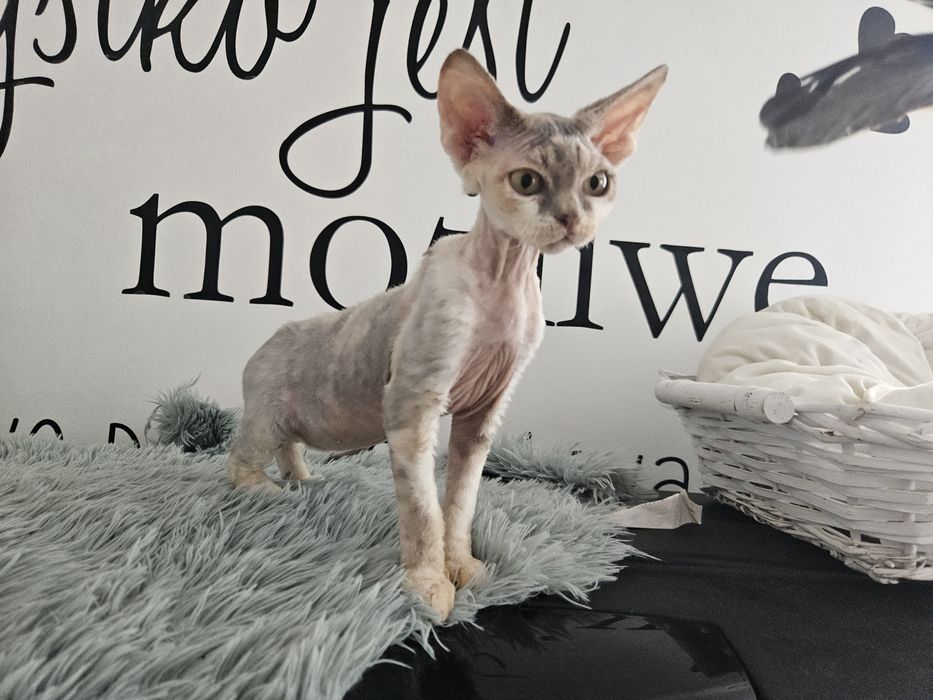 Szylkretowa dziewczynka Devon rex