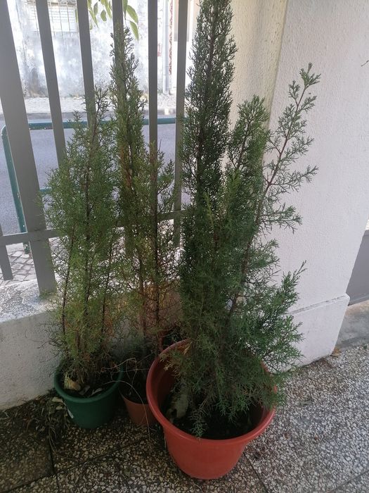 Planta Dracaena e outras plantas a escolher.  Troco por substrato 
Dr