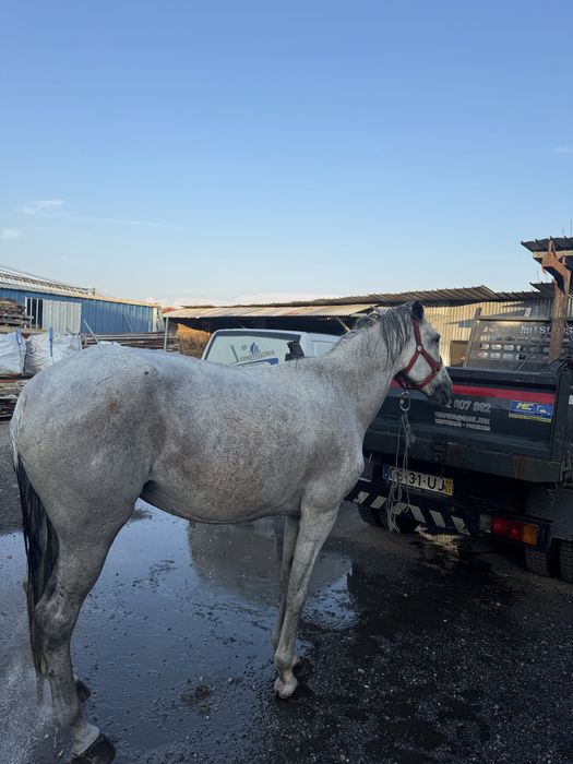Vendo egua cruzada lusitana com arabe