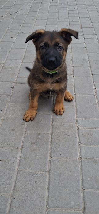 Хлопчик німецька вівчарка