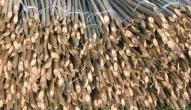 Sprzedam Faszynę wierzbową