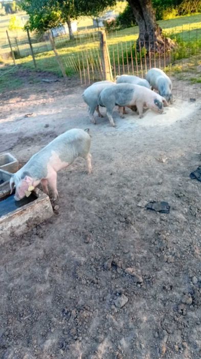 porcas bizarros com dois meses  puras registadas