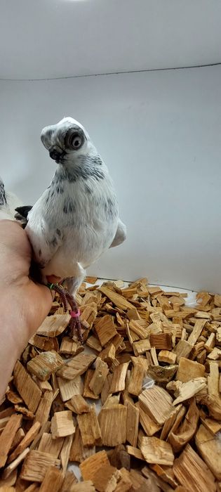 Szek, szeki, krotkodzioby polski