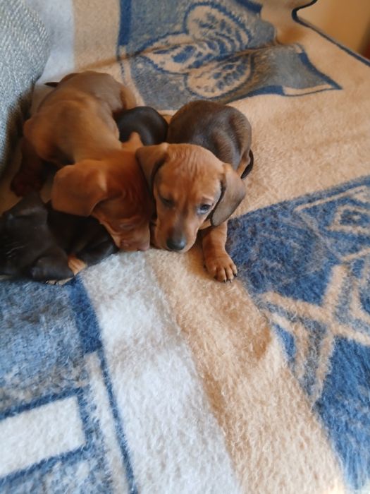 Jamnik krótkowłosy