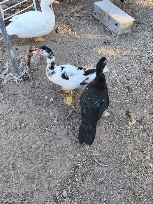 Patos mudos várias cores