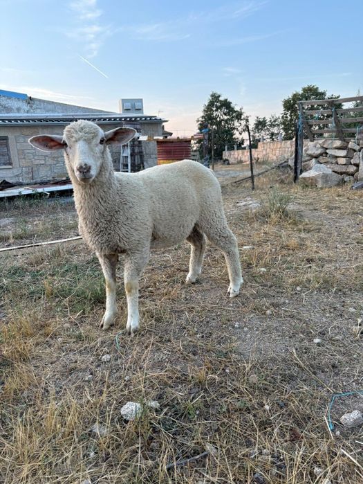 BORREGA Merino alemão