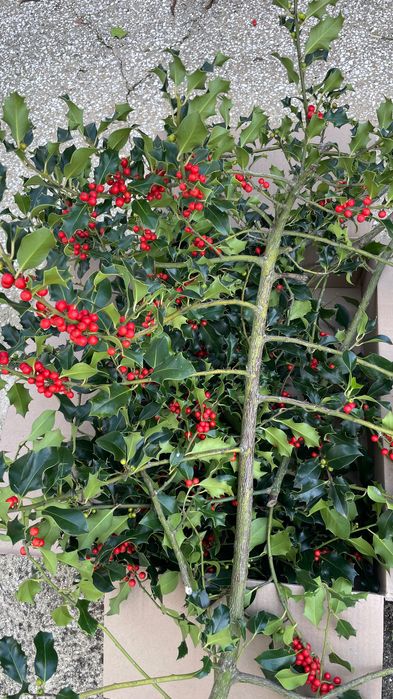 Hastes de Azevinho com Bagas – Ideais para Decorações de Natal