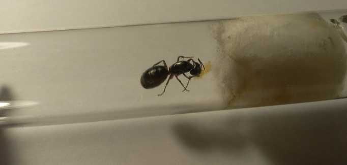 Муравьи - Camponotus ligniperda