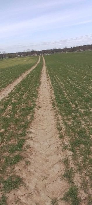 Działka rolna o pow. 4,39 ha w Koszelewie, gm. Gąbin