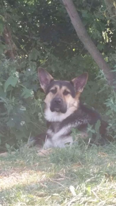 Молодий Пес шукає Дівчину для В'язки Нечистокровний  Німець +Алабай