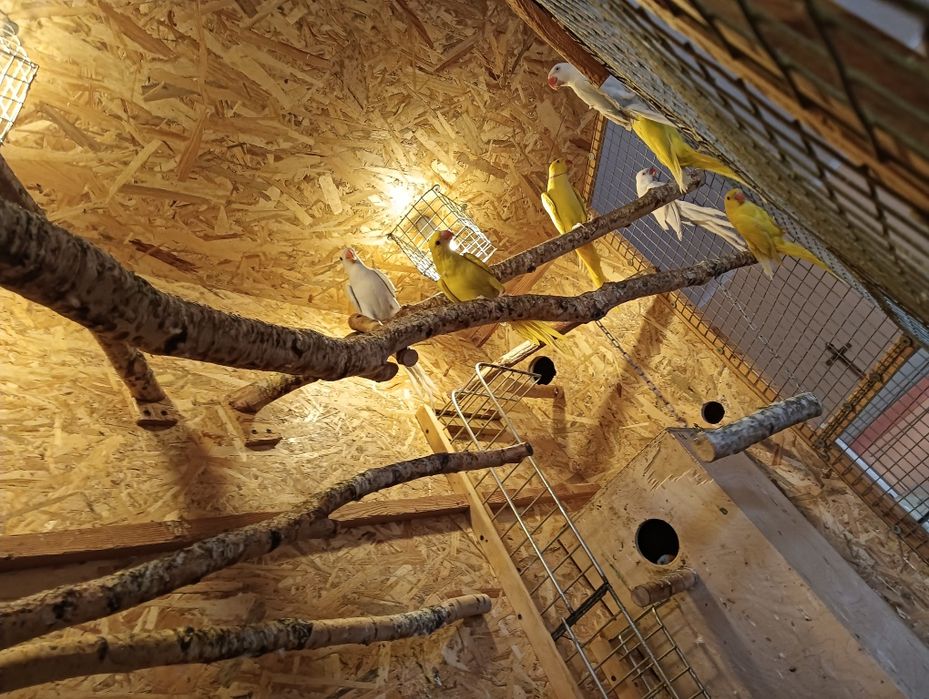 Aleksandretty obrożna - para