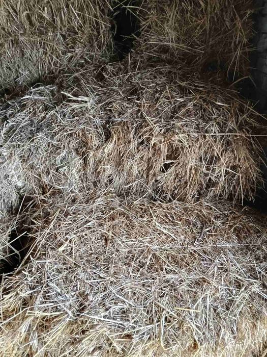 Продам тюковане сіно
