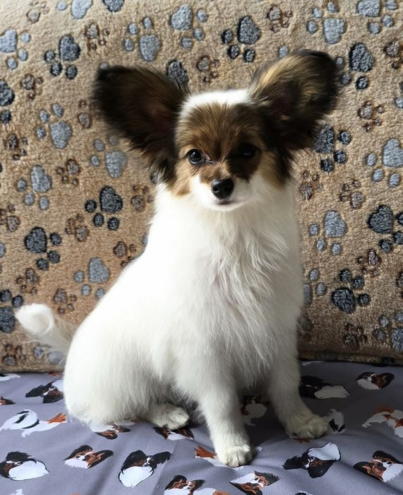 Papillon Spaniel kontynentalny miniaturowy  - piesek - ZKwP/FCI