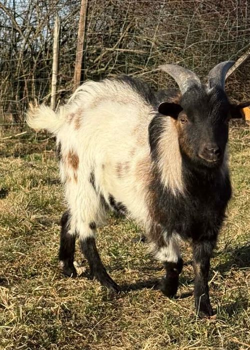 Koza miniaturka-koziołek