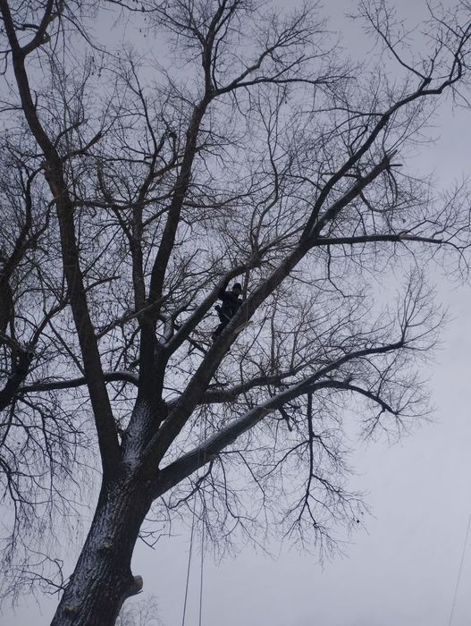 Професійне обрізання аварійних дерев