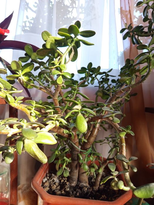 Продам вазони" грошове дерево"