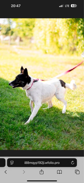 Прилаштовуєтьчя собака