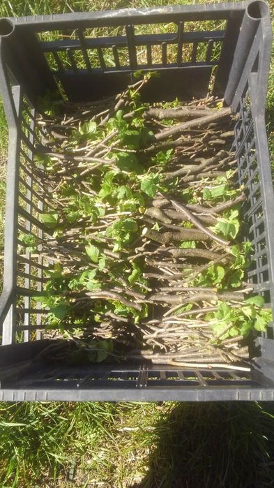 Гілочки смородини