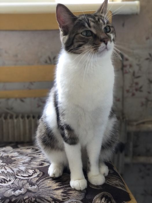 Котик 3 года бесплатно