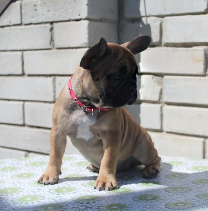 Розкішні французики