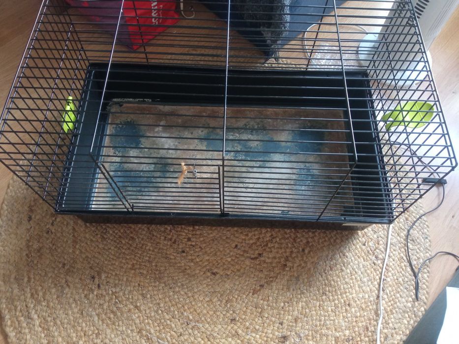 Gaiola porquinho da india