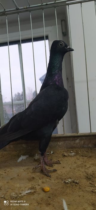 Wiedeński Wiedeńskie 8 sztuk